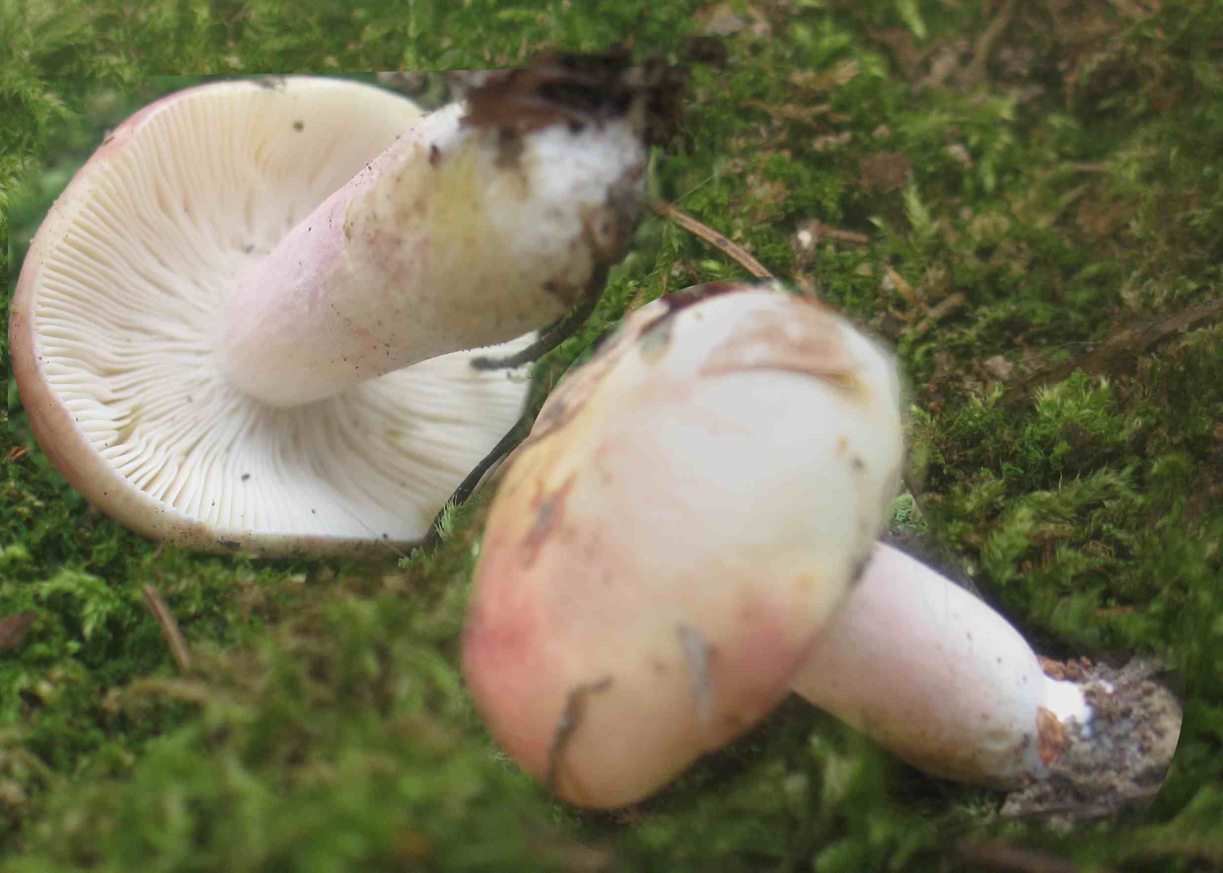Una graziosa russula